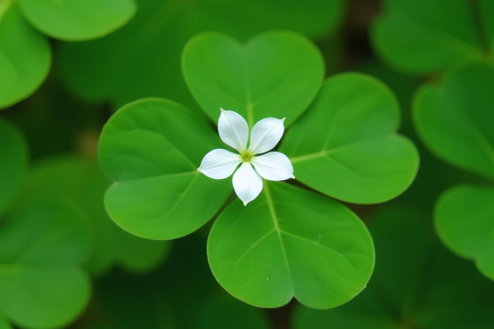 Vier Symbole für die Vier Edlen Wahrheiten